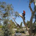 Budgeting For Tree Removal: Essential Tips For Flipping Houses In Groveland
