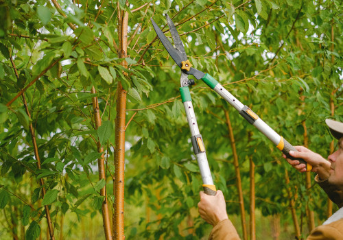 Professional Tree Service In Louisville: A Must For Flipping Houses Success